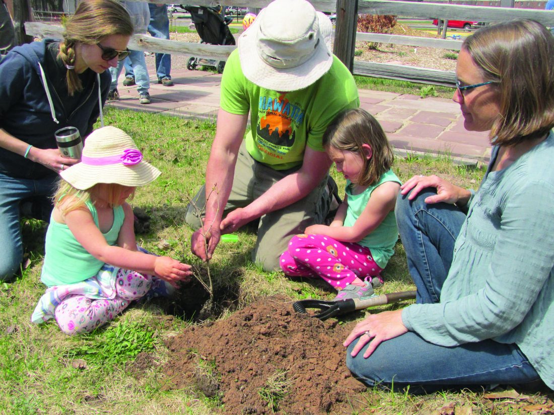 Tree City USA | News, Sports, Jobs - The Mining Journal - Vimarsana News